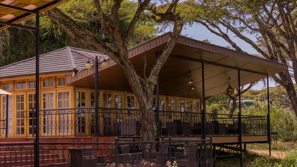 An open-sided timber dining deck built around a living acacia, lamps strung under the roof