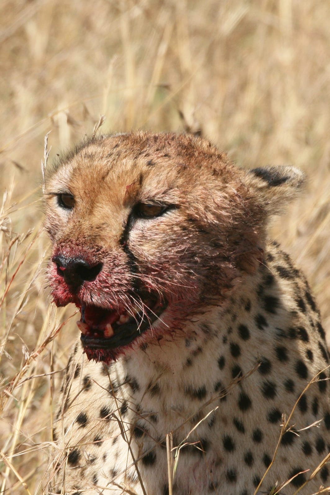 A cheetah catching its breath after a kill