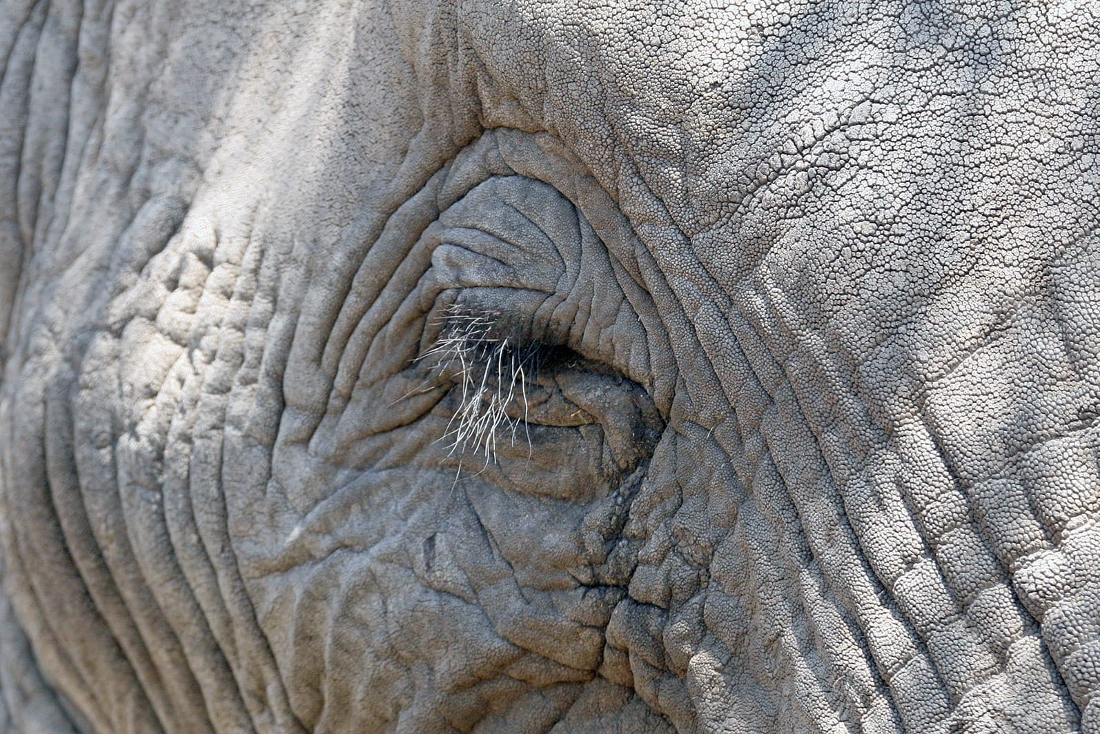 The eye and lashes of an elephant, close