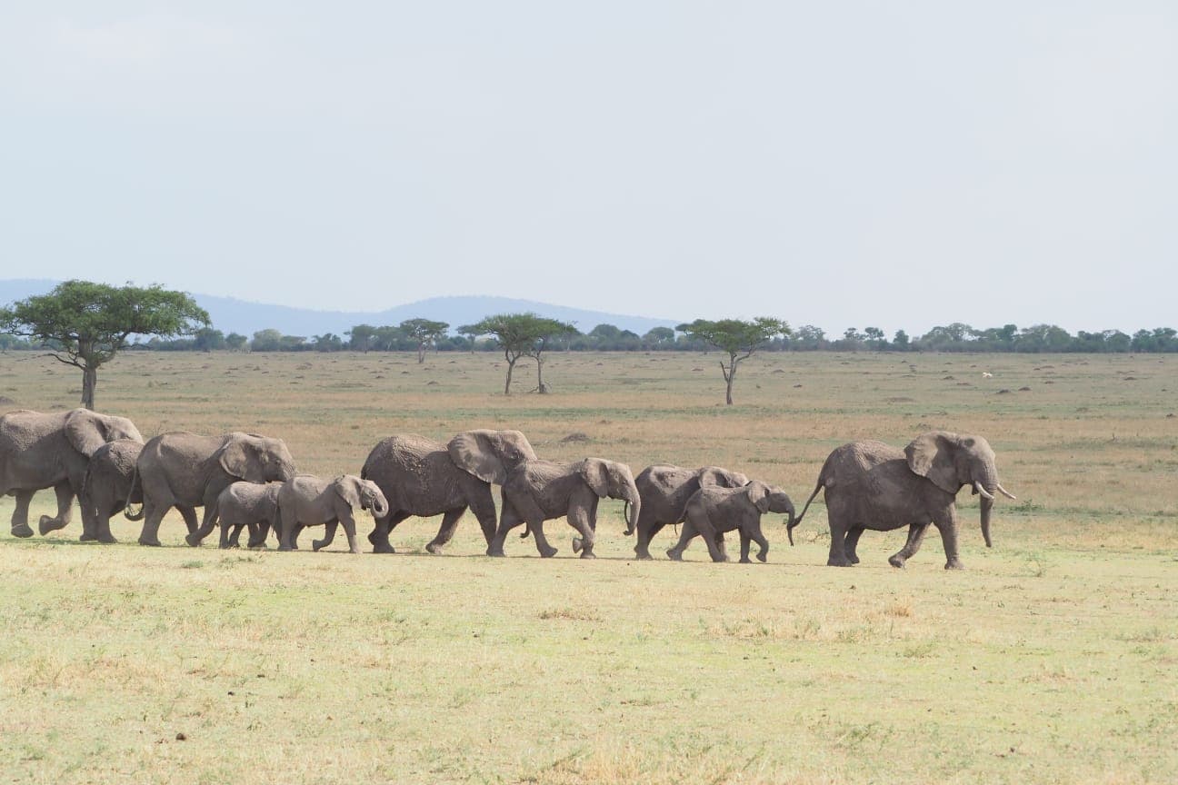 An elephant herd strung out across open plain