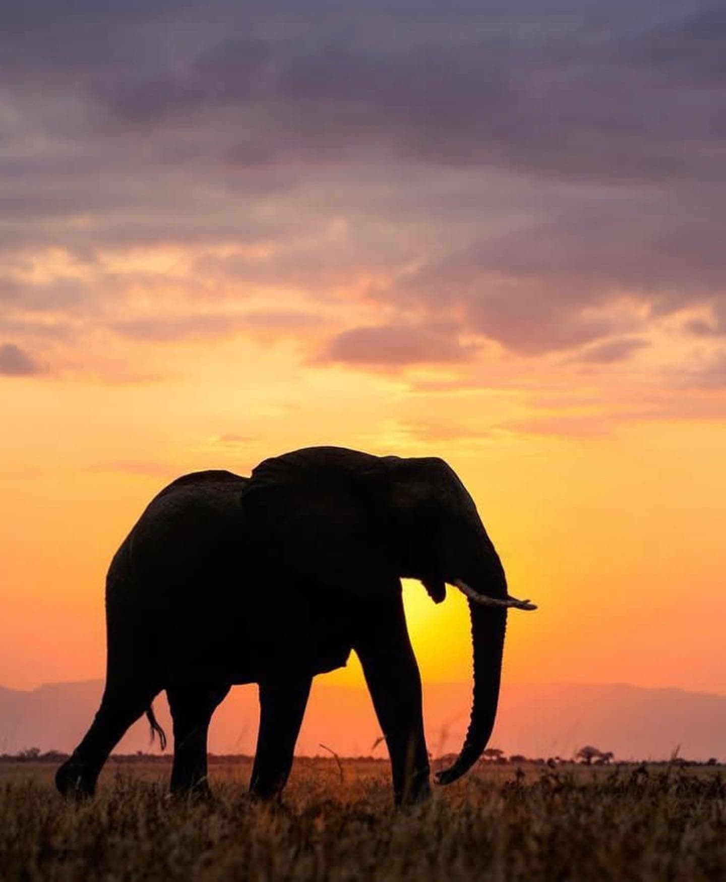 An elephant bull in silhouette against an orange sunset