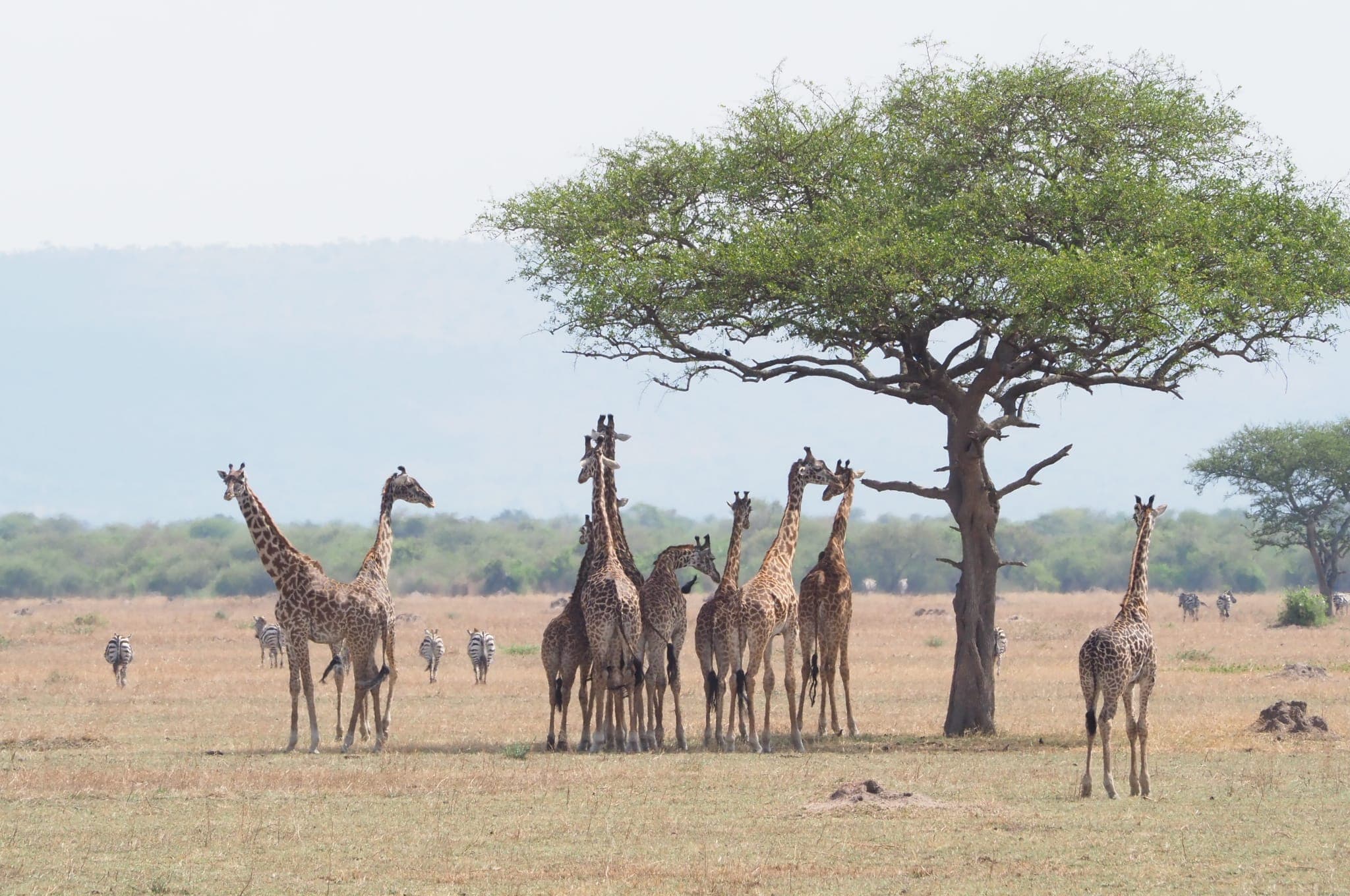 Giraffes browsing an acacia canopy