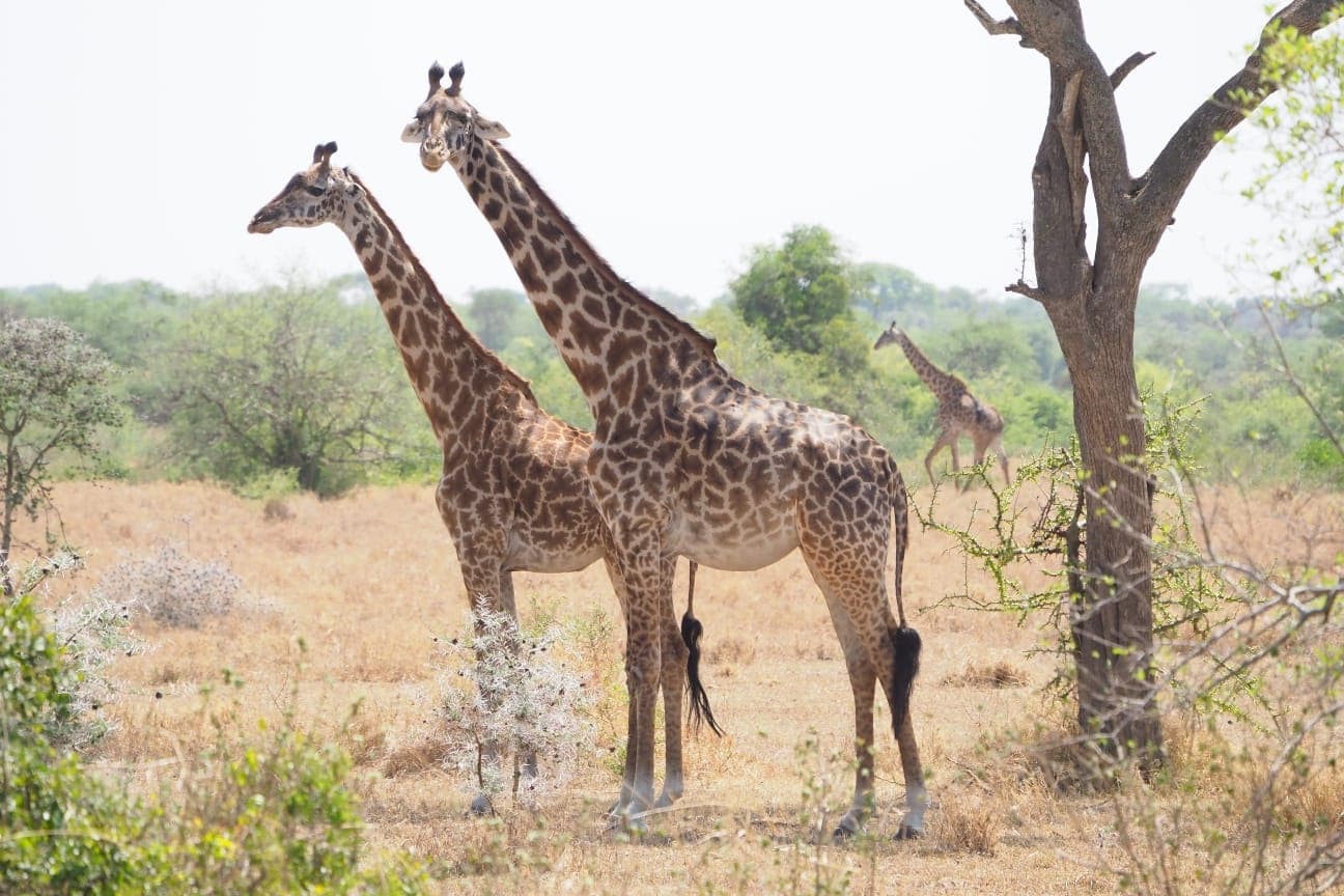 Giraffes moving through dry Tarangire bush