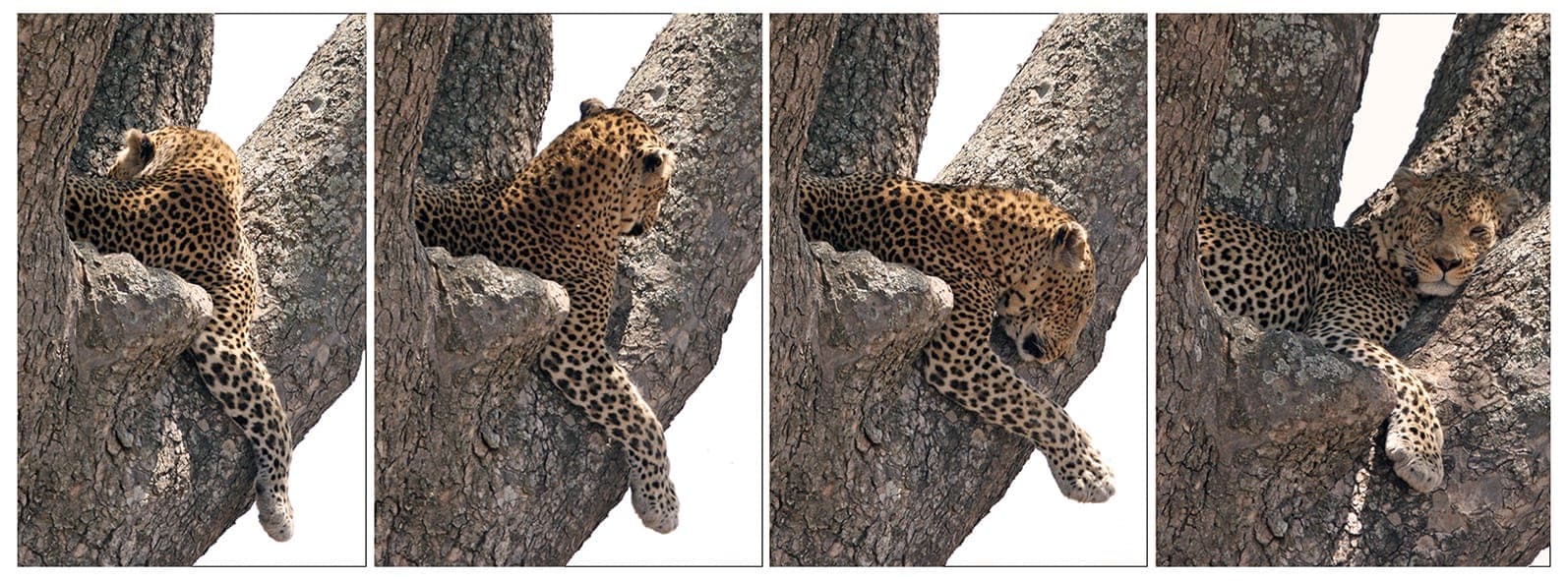 A leopard stretched along a branch in dappled light