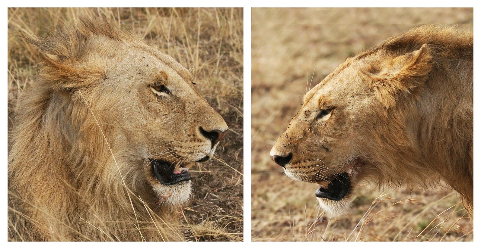 Two close portraits of a lion, eyes level with the camera