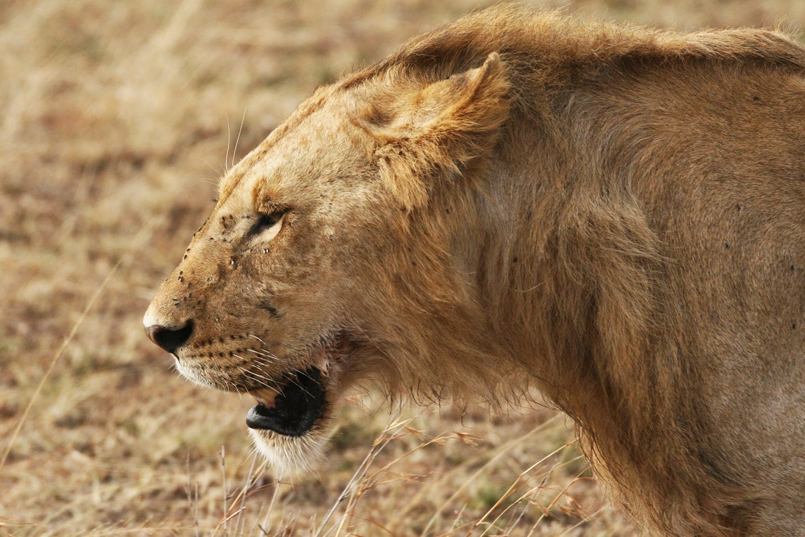 A lioness in profile, walking through dry grass