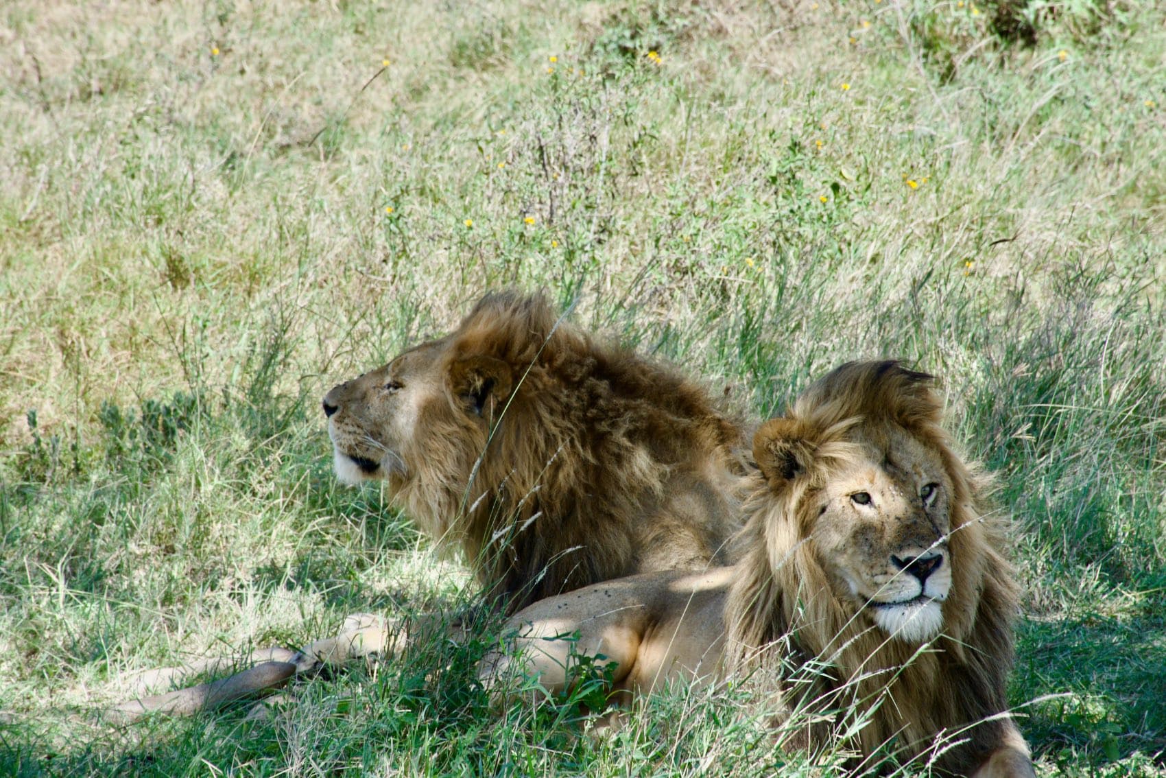 Two male lions resting in the shade