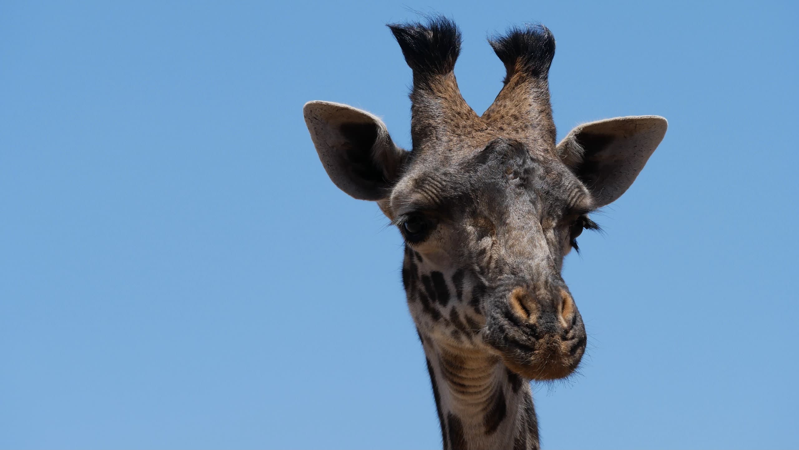 A Masai giraffe looking straight down the lens