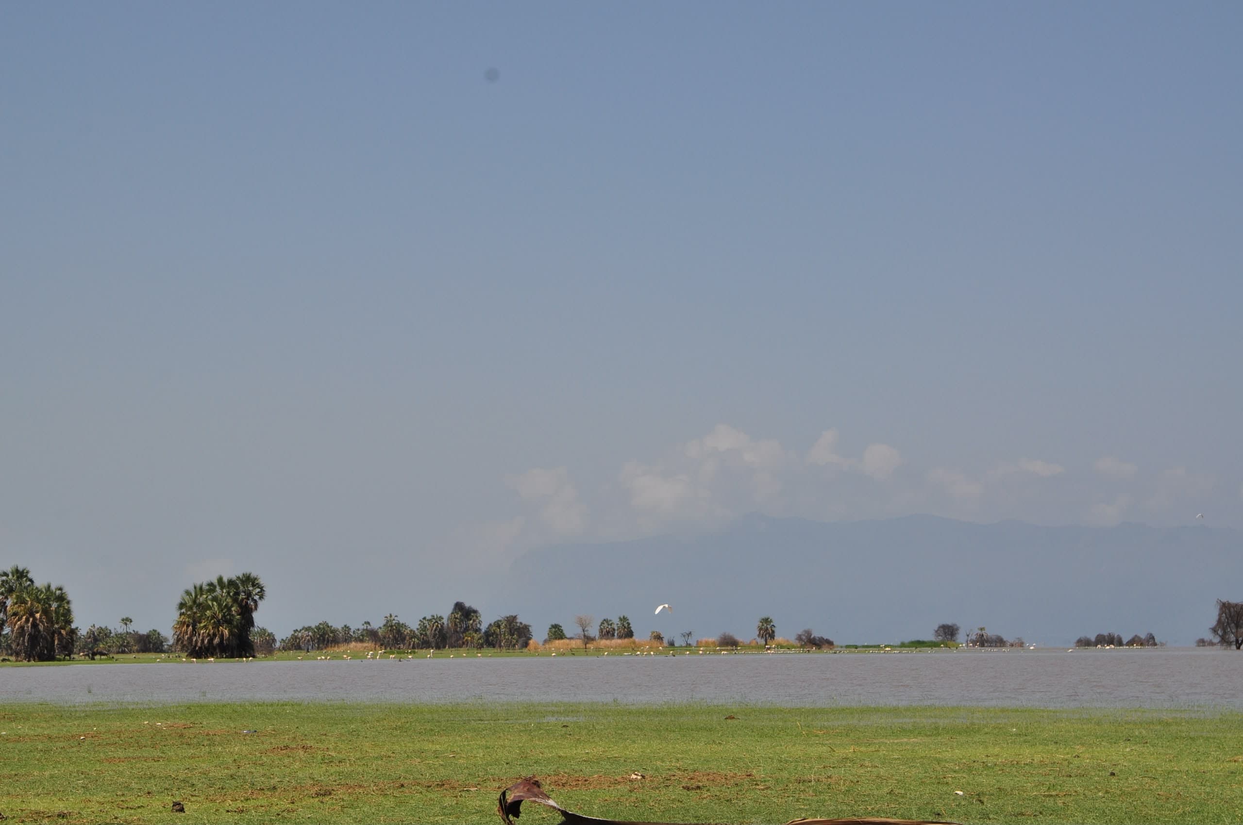 The Rift Valley escarpment behind Lake Manyara, palms along the shore and flamingos strung out across the shallows