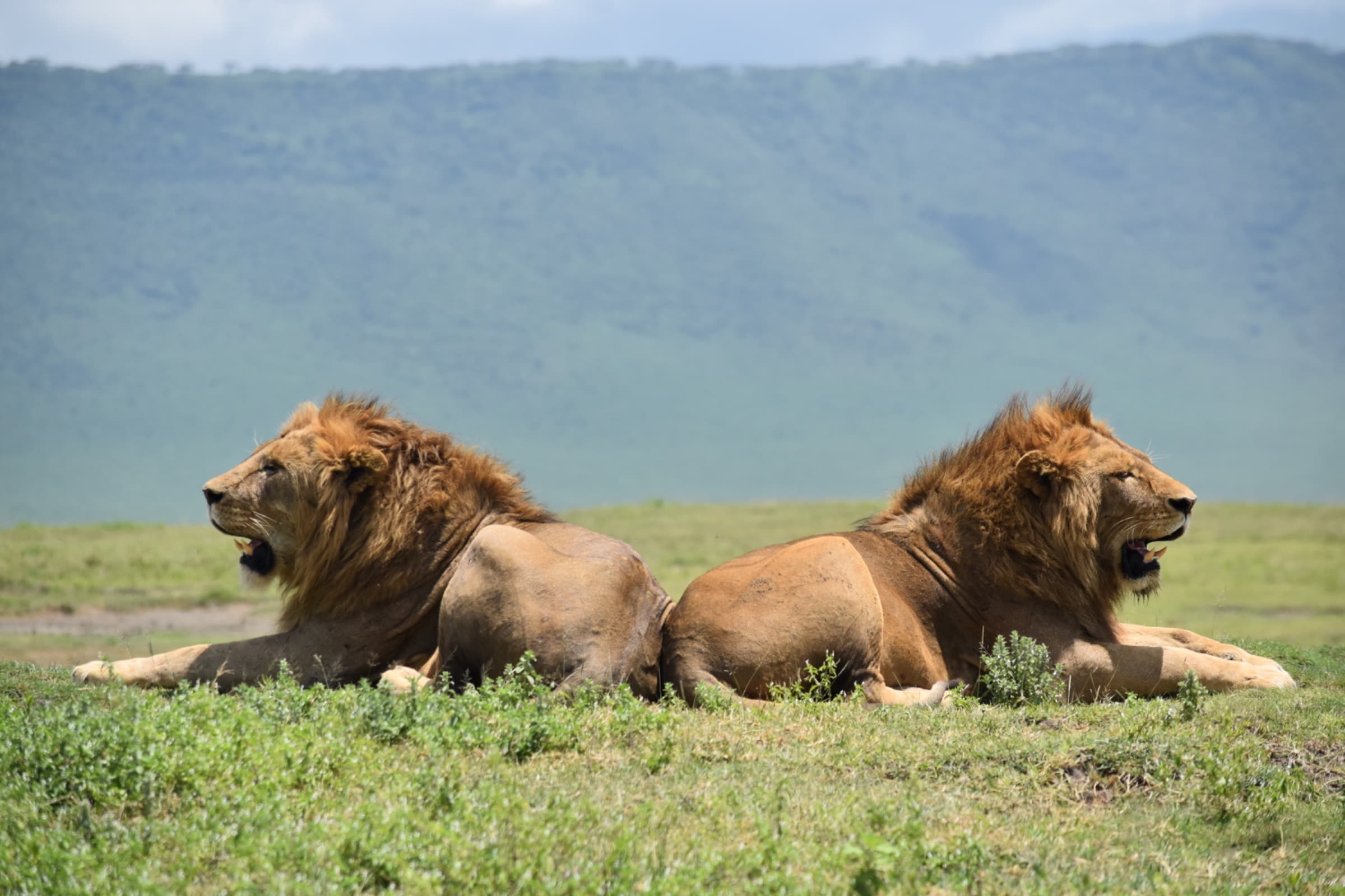 Two male lions resting side by side in the green grass of the Ngorongoro Crater, the crater wall rising behind them