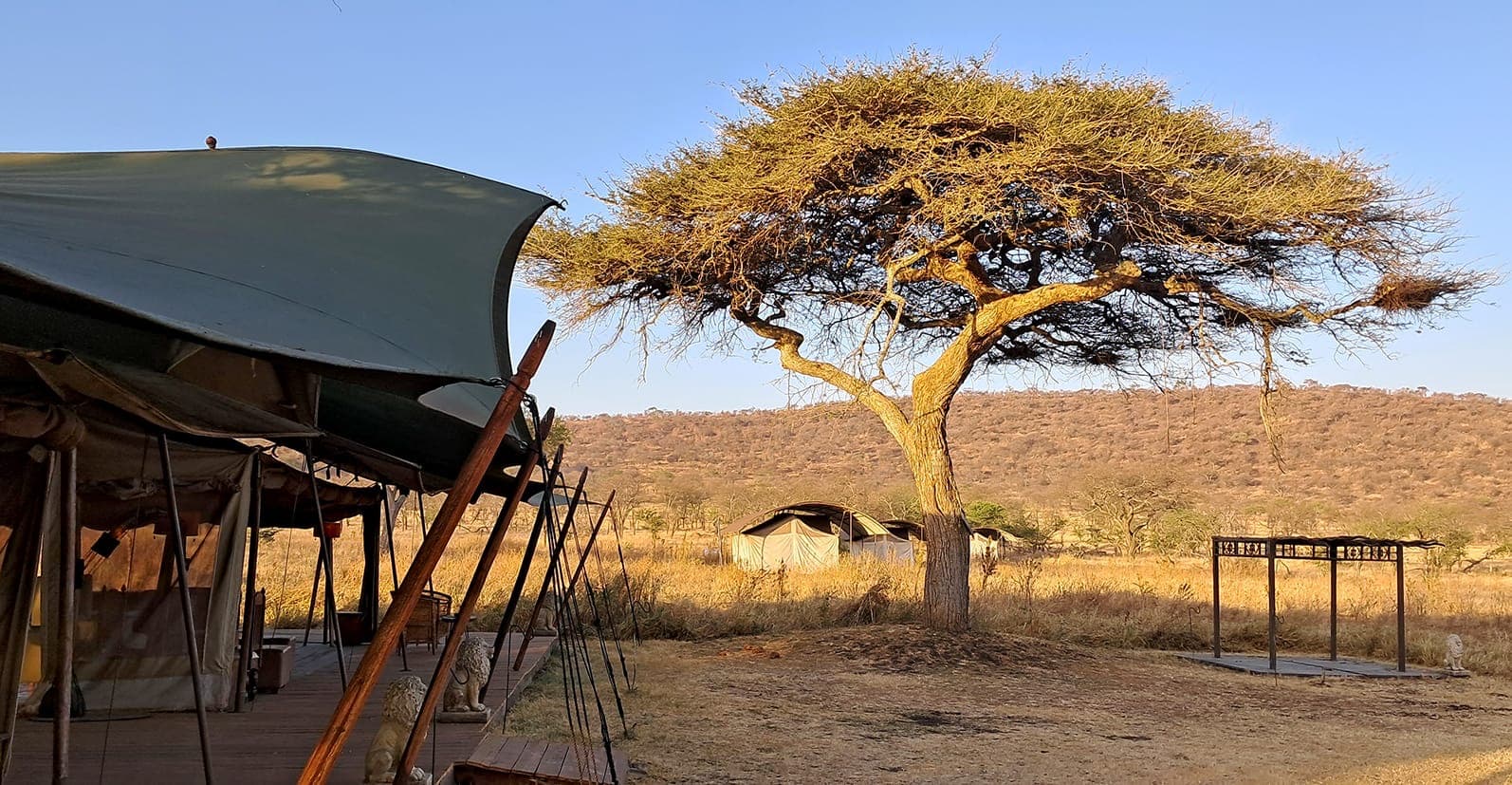 Camp set under acacia trees in the Serengeti
