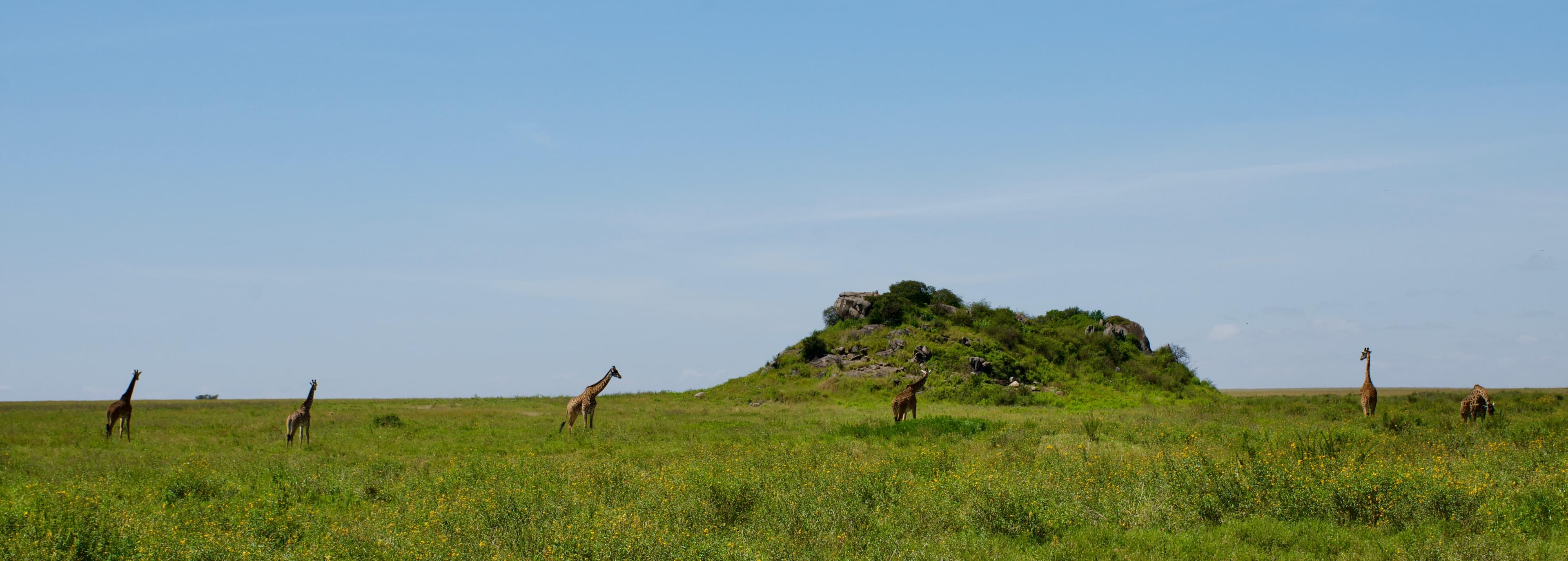 Giraffes spread across green Serengeti grassland in front of a granite kopje