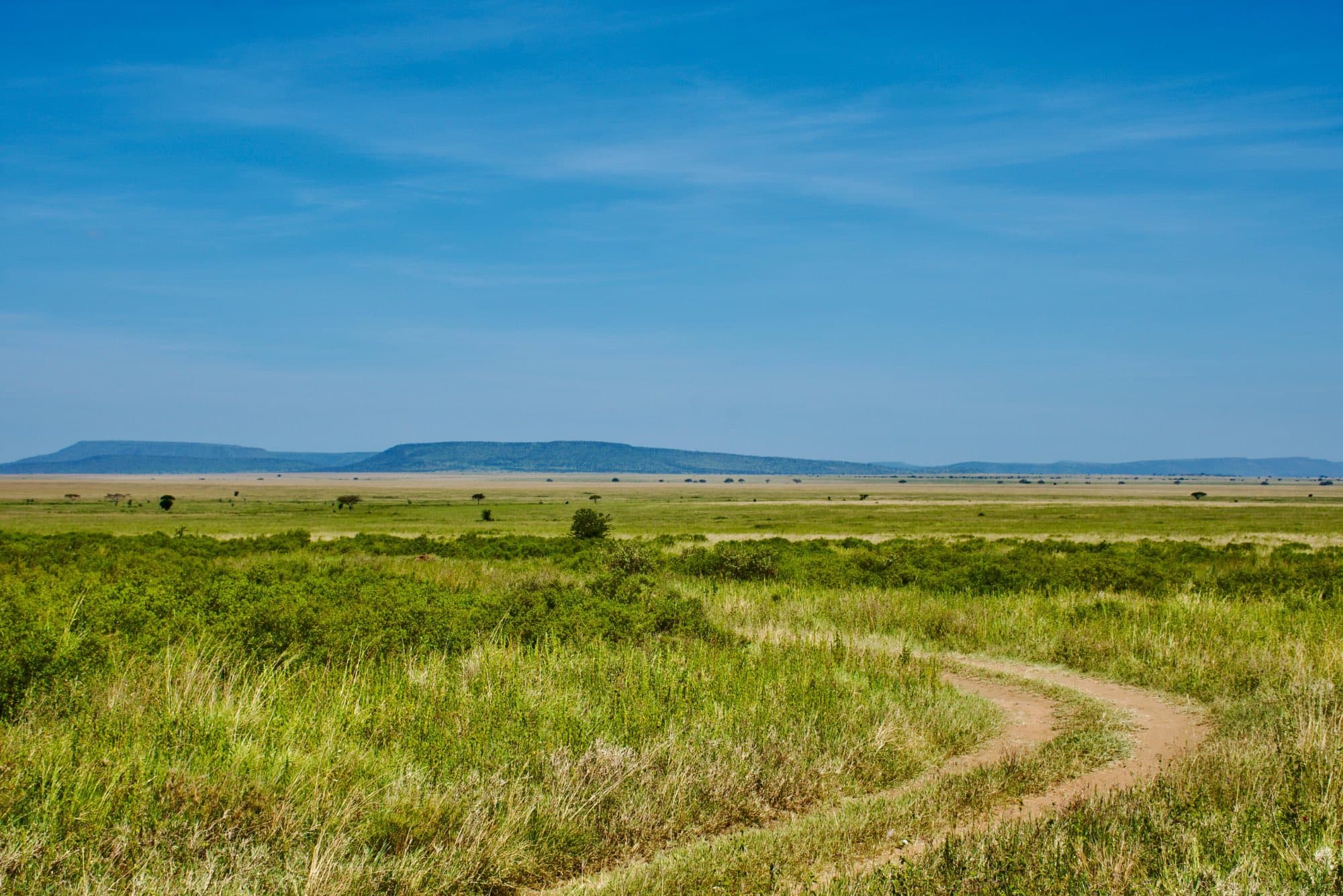 A track cutting through green Serengeti grassland