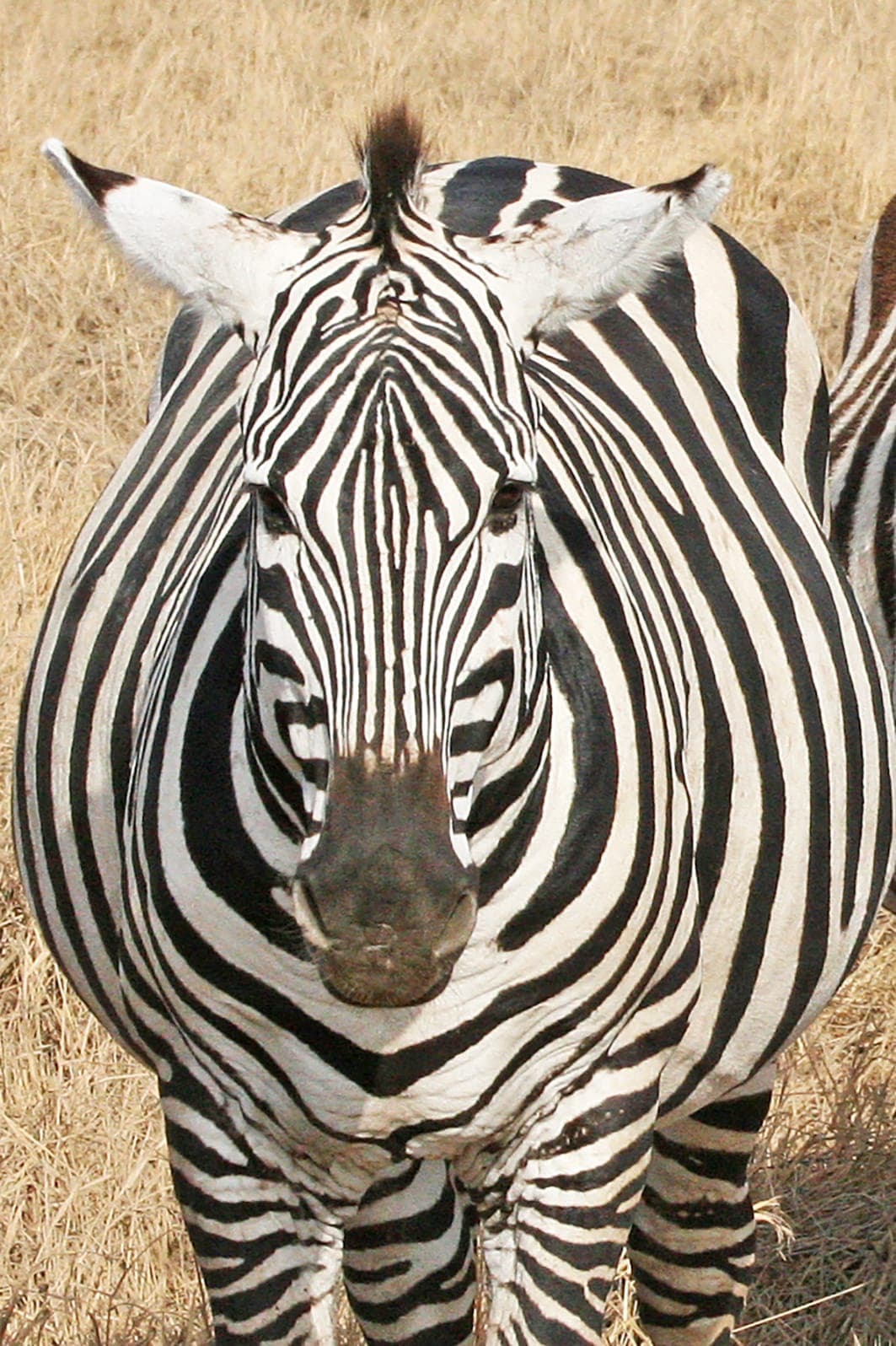 A zebra facing the camera head-on, stripes filling the frame