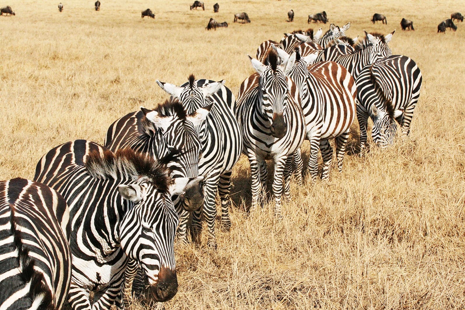 Zebra and wildebeest in one moving herd